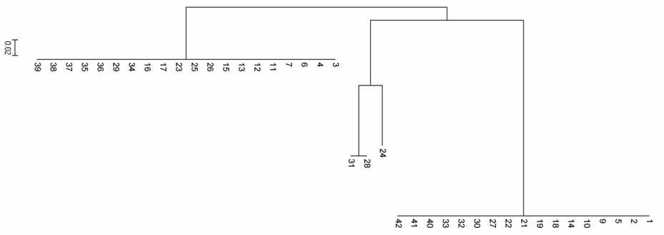 Phylogenetic tree of 42 P. vitis isolates based on PCR-RFLP result