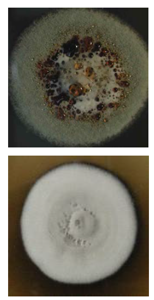 Different types of secretion of red figment, on the mycelial mat(left), on the media(right)