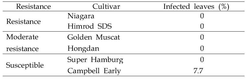 In vitro test of disease resistance against P. vitis between different cultivar