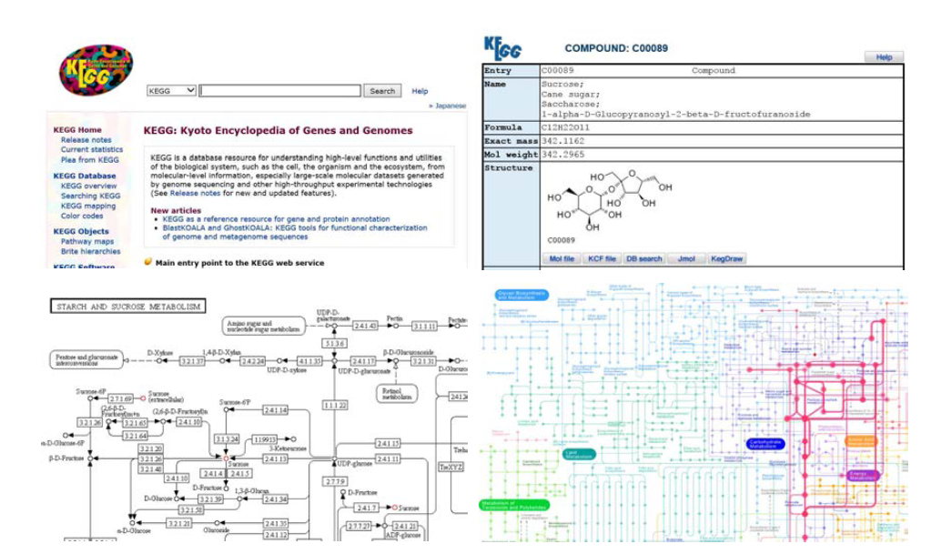 KEGG DB 홈페이지 및 제공정보