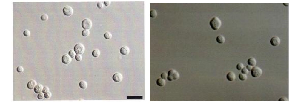 Photomicrographs of N4 strain and N9 strain. (They were incubated in YM plate for 1 week at 25℃) scale bar : 10μm