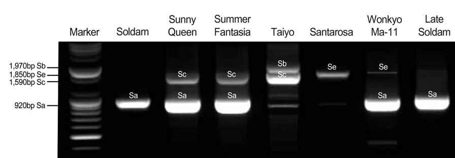 자두 ‘써니퀸’, ‘원교마11호’의 SI(자가불화합성) 유전자형 분석
