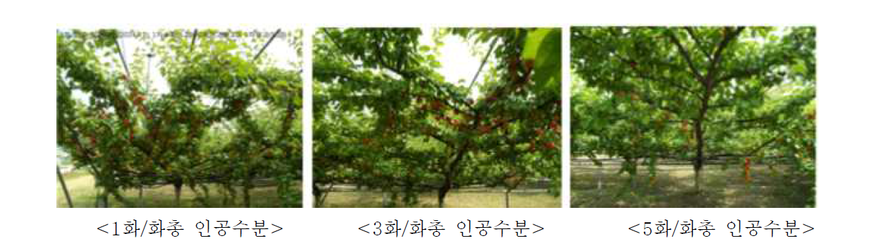 인공수분 방법에 따른 플럼코트‘하모니’수확기 착과상태(2014.7.1.)