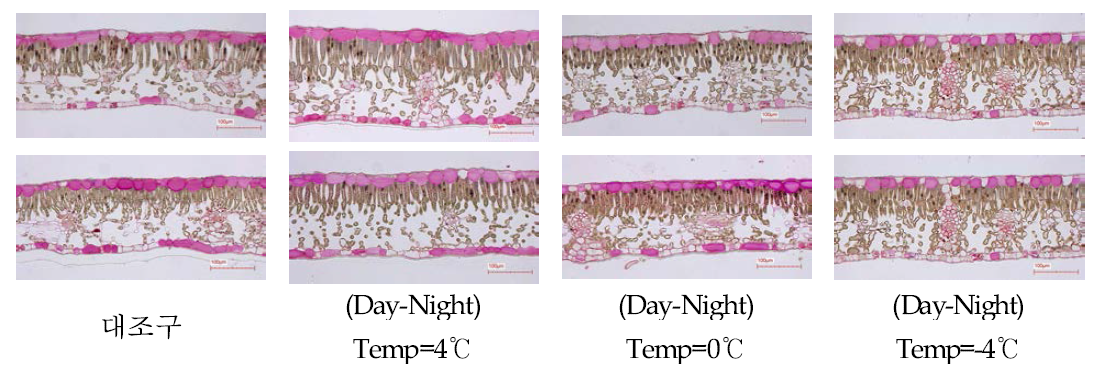 야간온도 차이에 따른 사과 후지 품종의 잎 구조 (위: 8월 28일, 아래: 10월 7일)