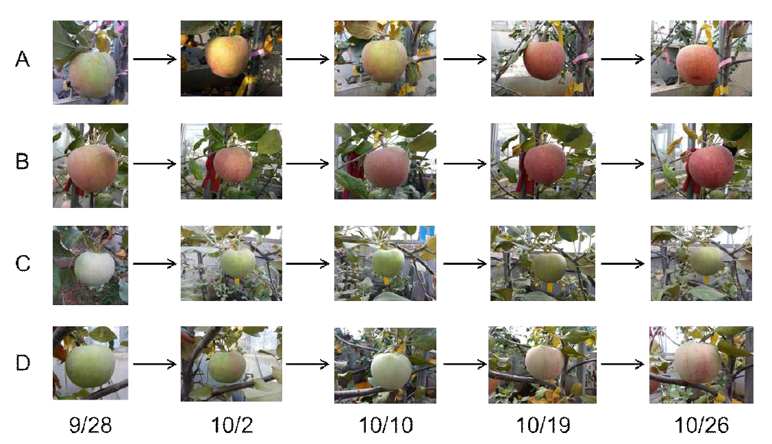 야간온도 처리에 따른 시기별 사과 ‘후지’의 과피 착색 변화 (A: 대조구, B: 대기온도 –4℃, C: 대기온도 +2℃, D: 대기온도 +4℃)