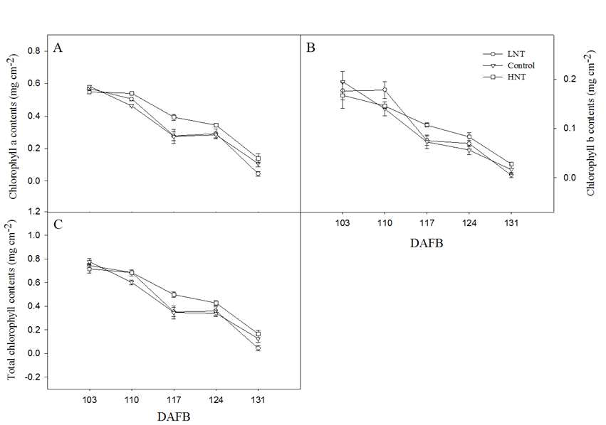 온도 처리에 따른 사과 ‘홍로’과피의 클로로필 함량 변화 (A), chlorophyll a; (B), chlorophyll b; (C), total chlorophyll