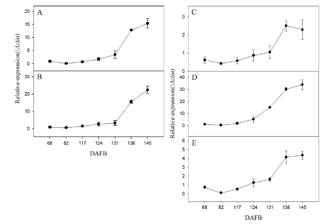 사과 ‘홍로’과피 내 시기별 안토시아닌 생합성 유전자의 발현량 (A), MdCHS; (B), MdF3H; (C), MdDFR; (D), MdANS; (E), MdUFGT