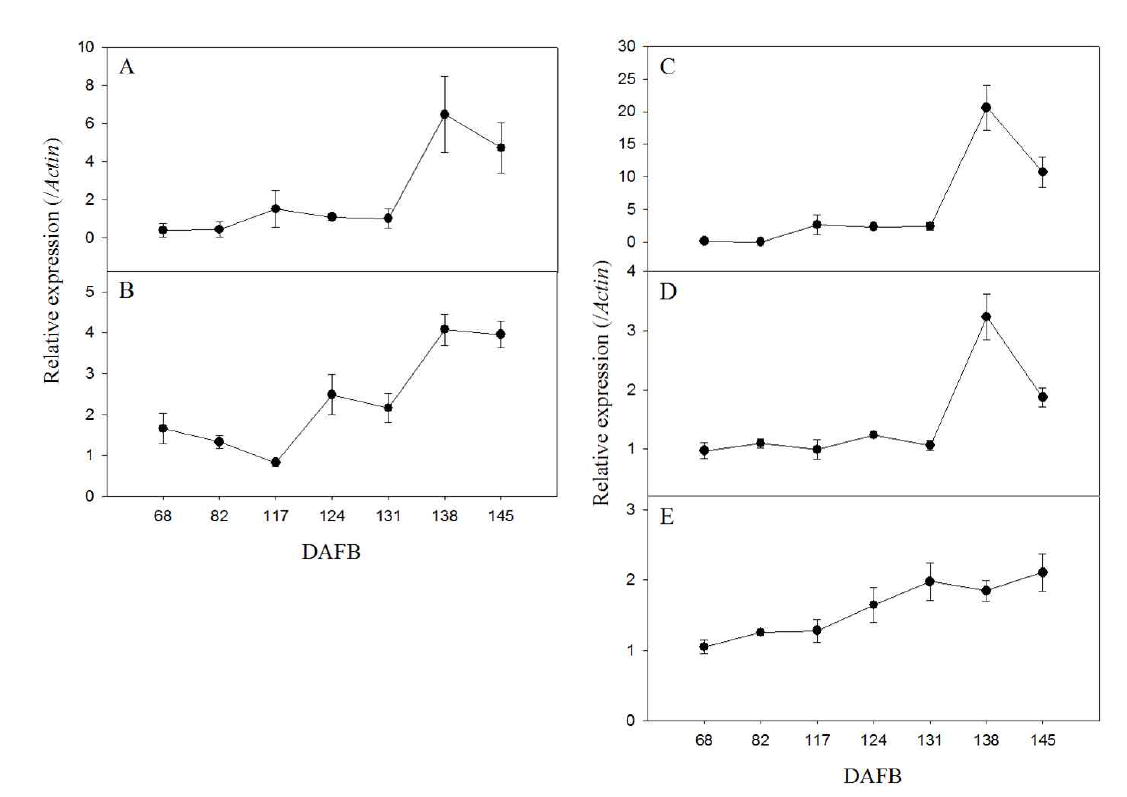 사과 ‘홍로’의 과피 내 시기별 안토시아닌 생합성 전사인자의 발현량 (A), MdMYBA; (B), MdMYB10; (C), MdMYB1; (D), MdbHLH3; (E), MdTTG1