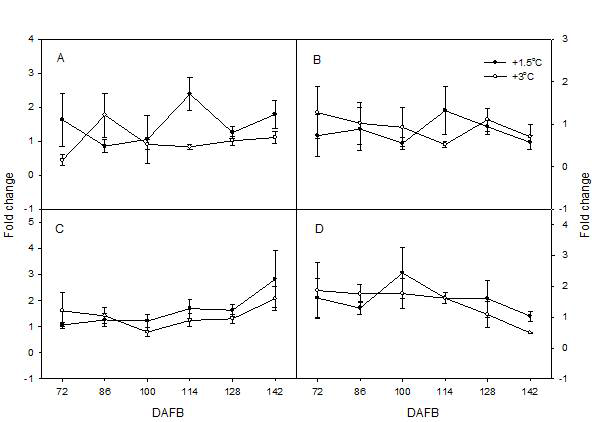 야간 온도 처리에 의한 사과 ‘홍로’의 과피 내 ABA 생합성 유전자의 발현량 (A), MdNCED1; (B), MdNCED2; (C), MdCYP707A1; (D), MdCYP707A2