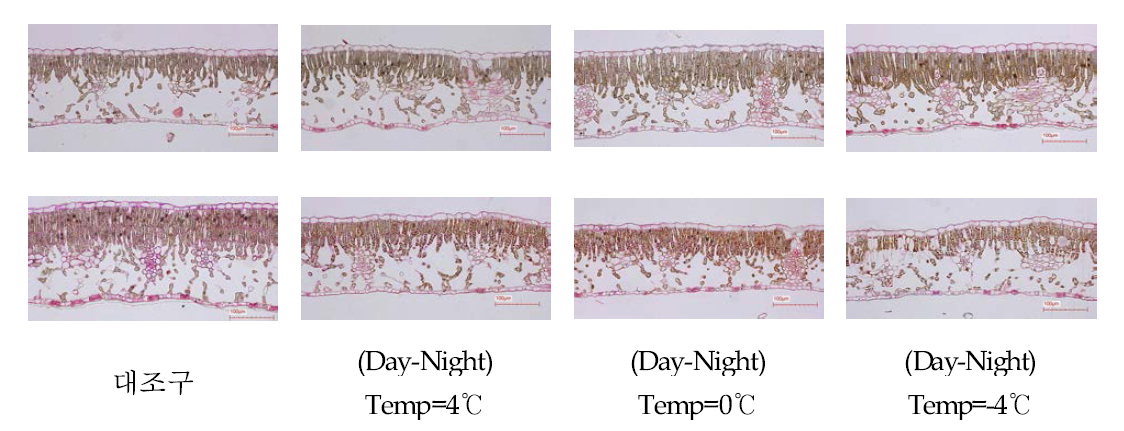 야간온도 차이에 따른 배 신고 품종의 잎 구조 (위:8월 28일, 아래:10월 7일)