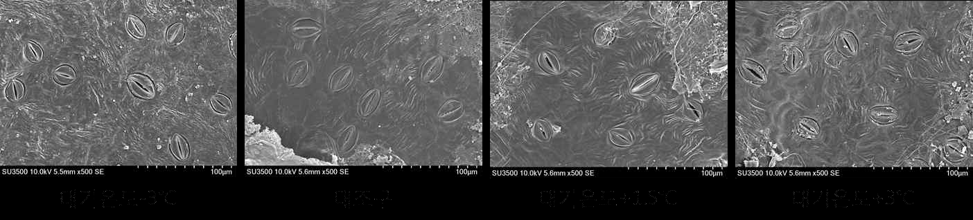 야간 온도 처리에 의한 배 신고 품종의 잎의 기공 모양 비교