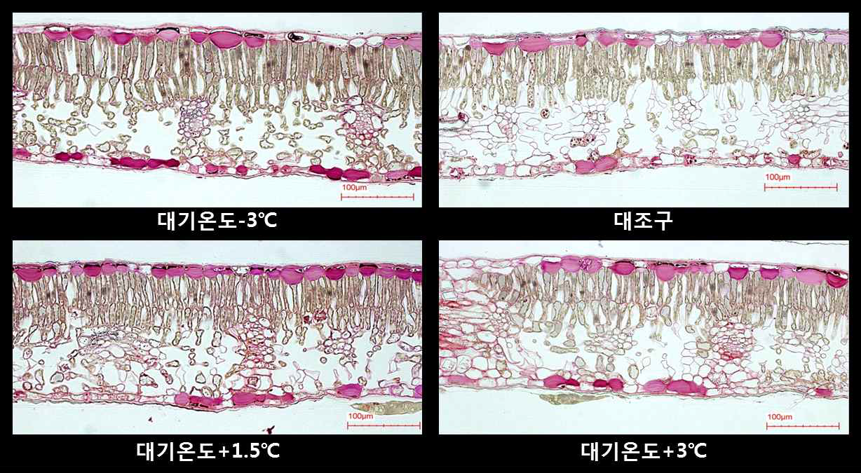 야간 온도 처리에 의한 배 신고 품종의 잎 단면 변화