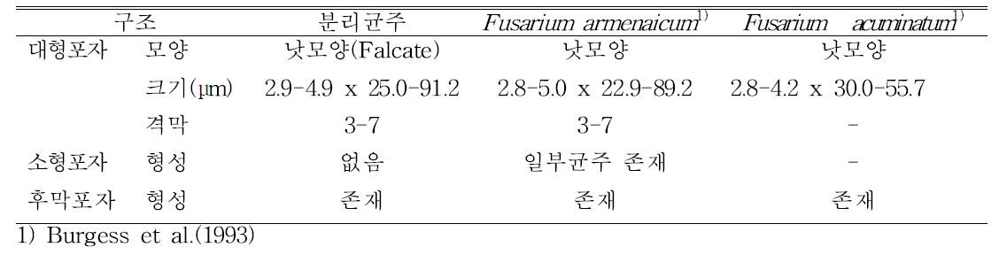 Fusarium armeniacum 형태적 특성