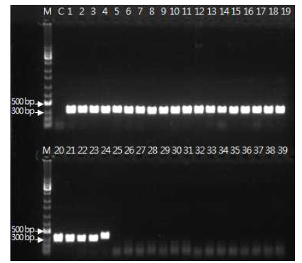 FarspF1/R1 프라이머를 이용한 F. armeniacum 특이적 PCR 진단