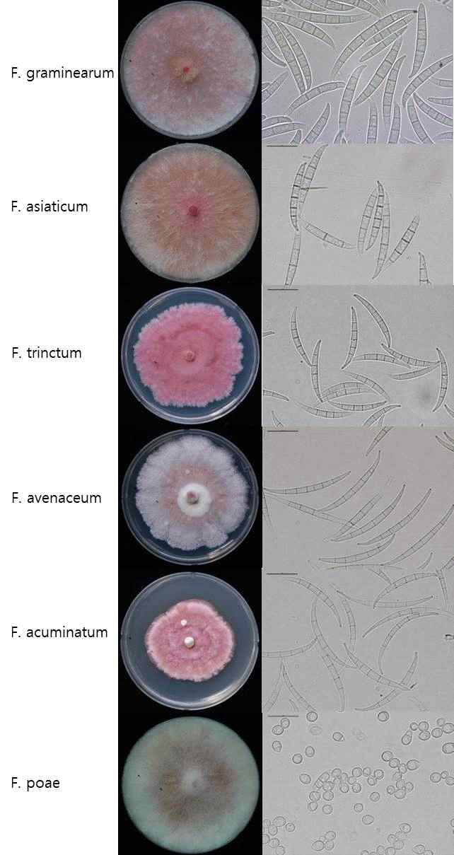 보리에서 분리된 주요 Fusarium속의 형태적 배양적 특성