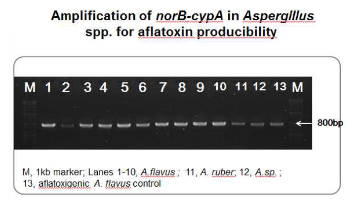 norB-cypA PCR 결과