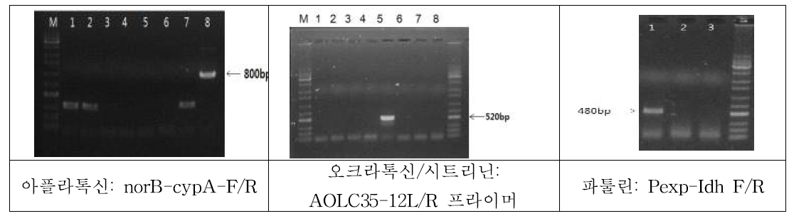 Aspergillus/Penicillium 균주에서 아플라톡신, 오크라톡신/시트리닌, 파툴린 유전자 PCR