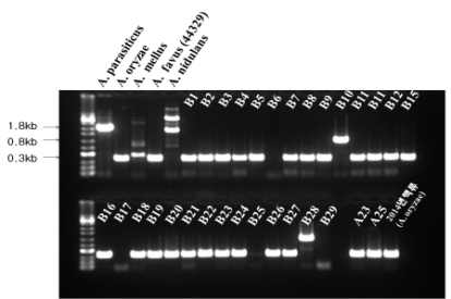 곡류 분리 A. flavus와 A. oryzae 분리균의 norB-cypA region PCR 결과