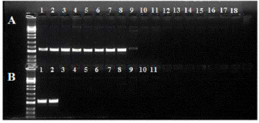 Tri16f1/r1 프라이머로 검출한 후자리움 종의 TRI16 유전자