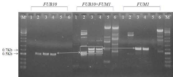 F. proliferatum과 F. verticillioides에서 FUB10과 FUM1 동시 증폭