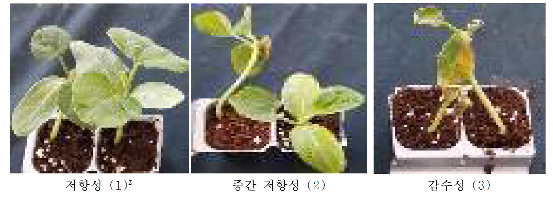 박 덩굴쪼김병 저항성 판별 기준