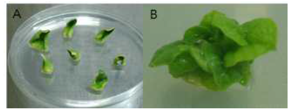 CBF3 유전자 도입 박 형질전환 모습 (2012)