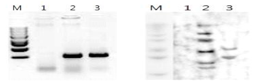 CBF3 유전자 도입 박 형질전환체의 PCR 및 southern 분석 (2012)