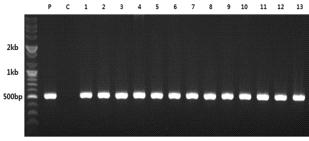CBF3 유전자 도입 박 형질전환체 T3 세대의 PCR 검정 (2015)