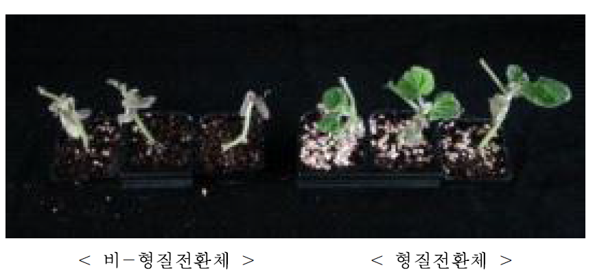 저온처리 직후 박의 모습 (8℃에서 5일간 처리, 2014)