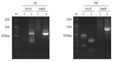 CBF3 형질전환체의 인접서열분석을 위한 PCR 분석결과 (2016)