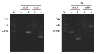 16d-2 형질전환체의 인접서열분석을 위한 PCR 분석결과 (2016)