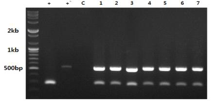 AVP1과 CBF3 유전자 도입 형질전환체의 PCR 검정 (2016)