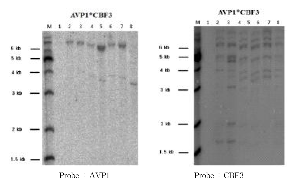 AVP1과 CBF3 유전자 도입 박 형질전환체의 서던 분석 (2016)