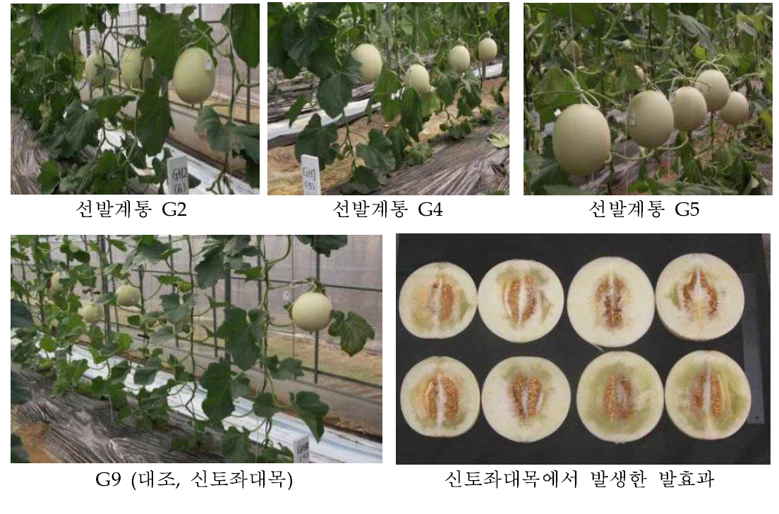 대목종류에 따른 무네트 멜론의 과실특성