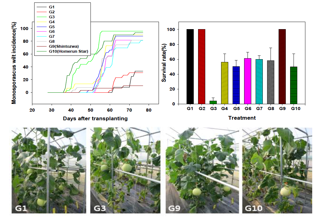 대목종류에 따른 검은점뿌리썩음병에 의한 시들음증 발생 및 생존율(가을재배)