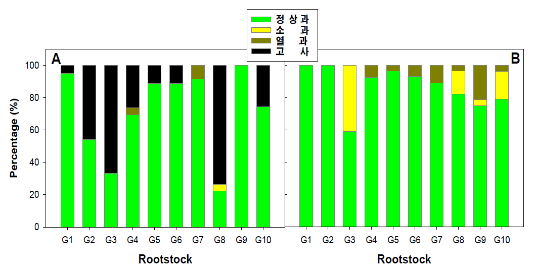 대목종류에 따른 멜론 정상과율(A: 여름재배, B:가을재배)