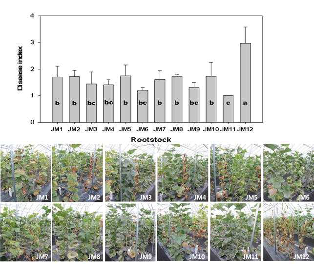 네트 멜론 ‘얼스엘리트’ 접목재배시 대목종류에 따른 검은점뿌리썩음병에 의한 시들음증 발생정도