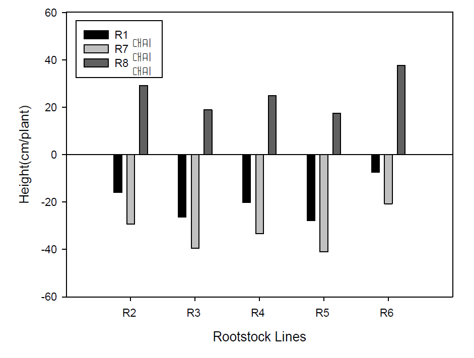 대목 종류에 따른 시판 대목(R1, R7) 및 실생묘(R8)와의 초장 생육 차이(정식후 30일)
