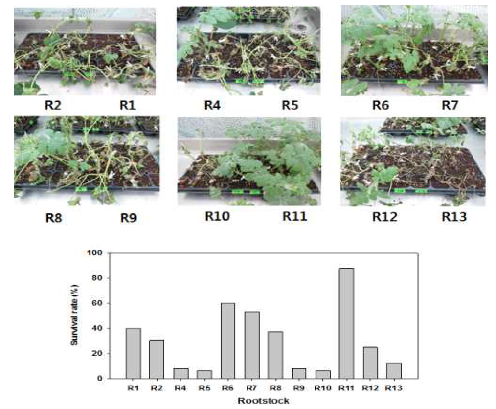 덩굴쪼김병원균 접종 시 수박 접목묘의 병 발생 및 생존율