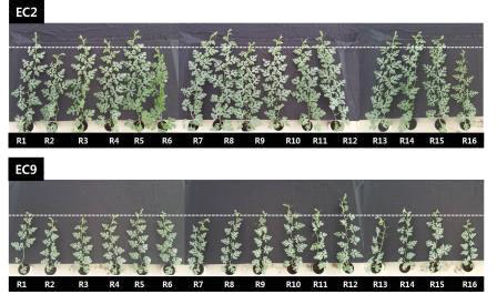 수박 접목 재배 시 대목 종류에 따른 지상부 생육(정식 후 28일)