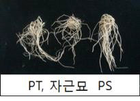무접목구(자근묘)와 PT(PI 414723×Tuyona), PS(PI 414723×Saxovot)대목구의 뿌리발생량 비교