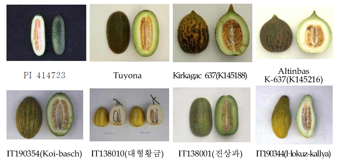 병 저항성 대목용 멜론 유전자원의 성숙기 과실 모습