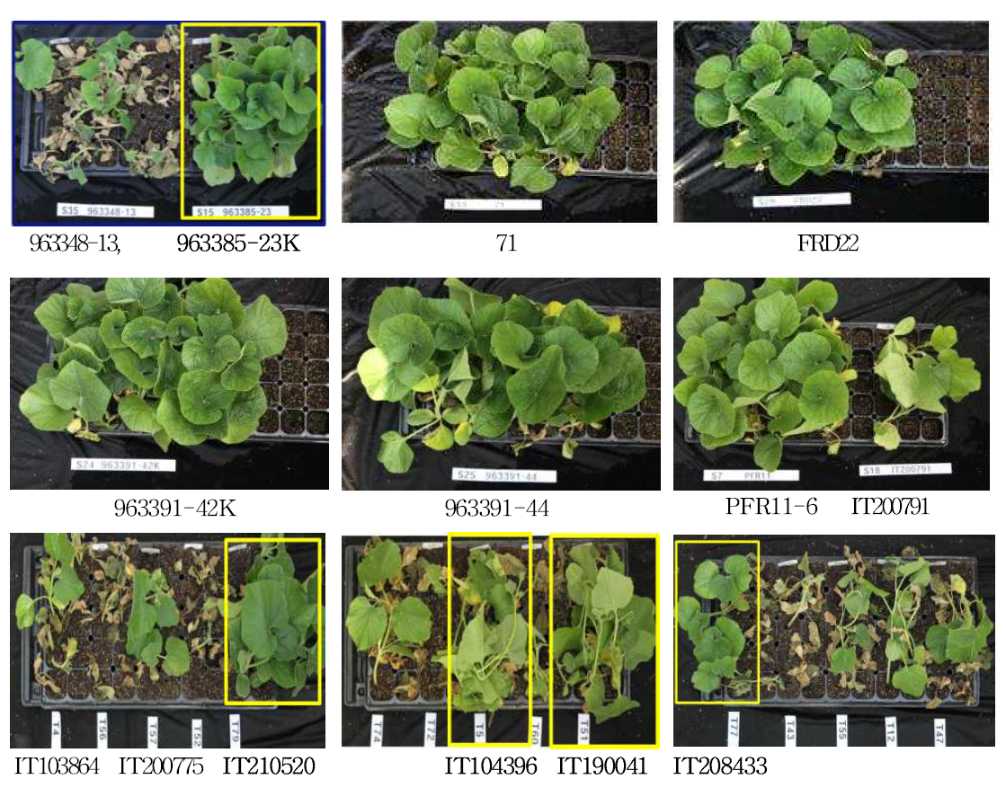 박 덩굴쪼김병 저항성 유전자원, 계통 및 감수성 계통