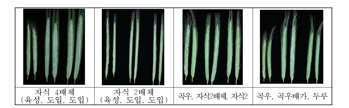 2배체와 4배체 호밀계통의 이삭 모습.