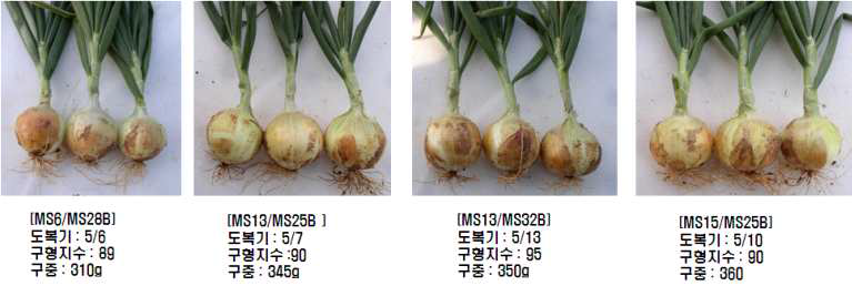 조합능력검정 선발계통의 구 모양