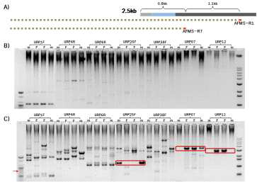 TAIL-PCR 모식도(A)와 PCR 결과. B) 1차 PCR 결과; C) 2차 PCR 결과. m, 웅성불임; F, 가임