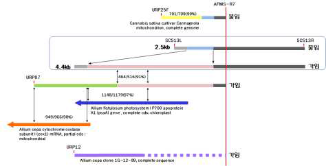 웅성불임 표현형과 연관된 PCR DNA 단편의 염기서열 분석 결과 모식도