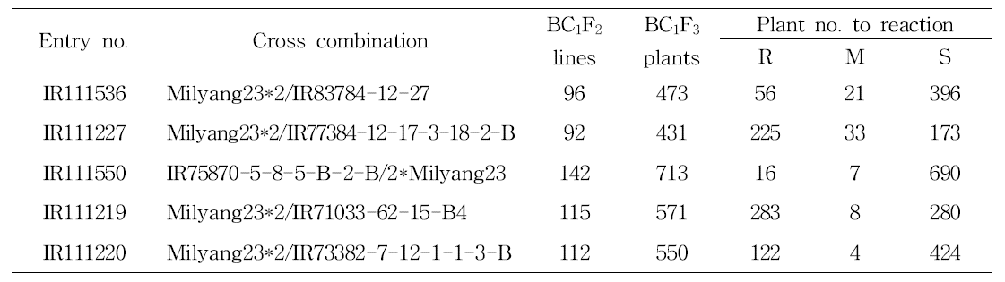 Segregation to brown planthopper in BC1F3 BIL populations