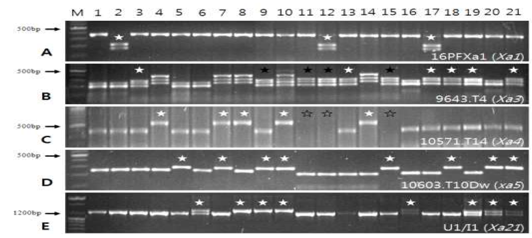 Xa1, Xa3, Xa4, xa5, Xa21 탐지 DNA 분자표지 이용 저항성 유전자 확인