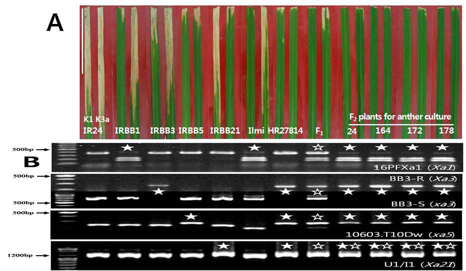 육성 계통과 교배모본의 K1과 K3a 균계에 대한 저항성 반응 (A). 저항성 유전자 표지 DNA 마커를 이용한 저항성 유전자 확인 (B)
